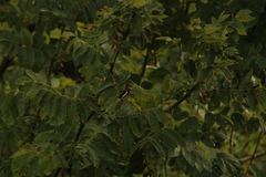 Adelpha iphicleola iphicleola