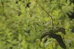 Adelpha iphicleola iphicleola