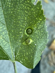 Pachypsylla celtidisumbilicus