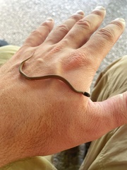 Storeria occipitomaculata