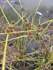 Cyperus difformis