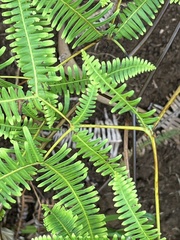 Gleicheniaceae
