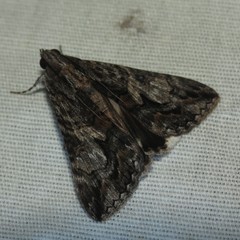 Melipotis jucunda