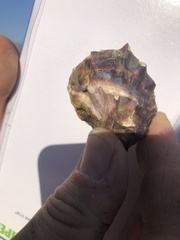 Ostreidae