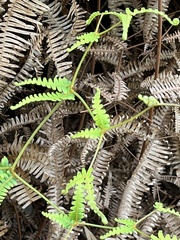 Gleicheniaceae