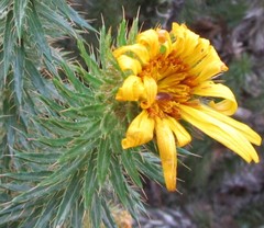 Cullumia carlinoides