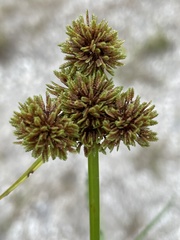 Cyperus difformis