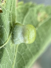 Pachypsylla celtidismamma
