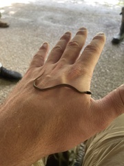 Storeria occipitomaculata