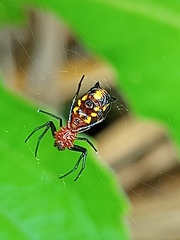 Micrathena funebris