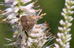 Euschistus variolarius