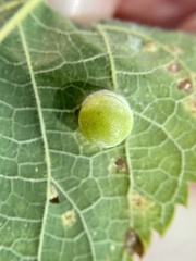 Pachypsylla celtidismamma