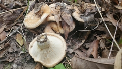 Lactarius psammicola