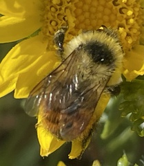 Bombus rufocinctus