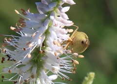 Euschistus variolarius