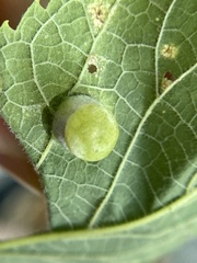 Pachypsylla celtidismamma