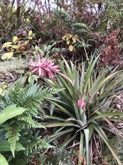 Aechmea distichantha