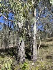 Corymbia tessellaris