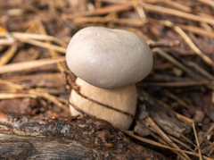 Tylopilus felleus
