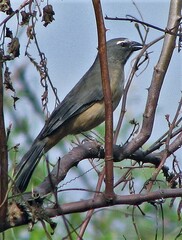 Saltator coerulescens