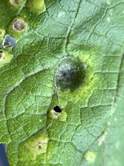 Pachypsylla celtidismamma