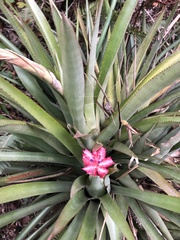 Aechmea distichantha