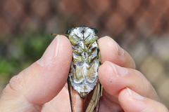 Neotibicen tibicen tibicen