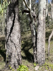 Corymbia tessellaris