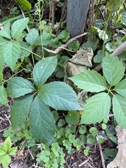 Parthenocissus inserta