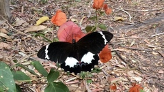 Papilio aegeus
