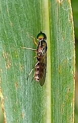 Sargus fasciatus
