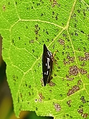 Polyglypta costata