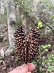 Flindersia australis
