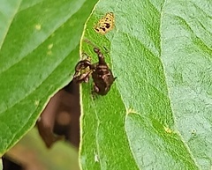 Euscelus inaequalis