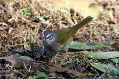 Myiothlypis leucoblephara