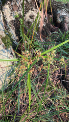 Cyperus virens