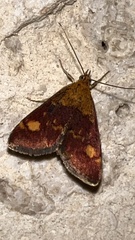 Pyrausta aurata