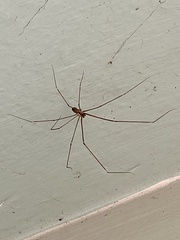 Crossopriza lyoni