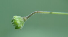 Wissadula amplissima