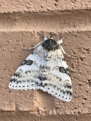 Catocala relicta