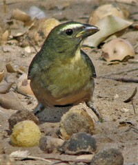 Saltator coerulescens