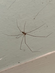 Crossopriza lyoni