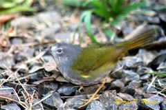 Myiothlypis leucoblephara