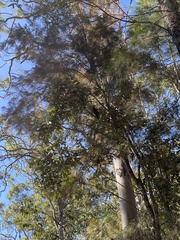 Ninox boobook boobook