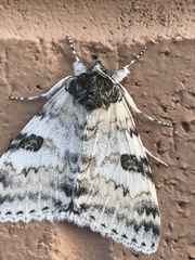 Catocala relicta