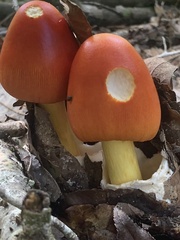 Amanita jacksonii