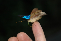 Doxocopa laurentia cherubina