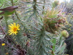 Cullumia carlinoides