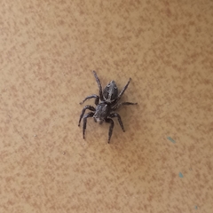 Salticinae