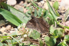 Erynnis baptisiae